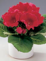 Gloxinia, Sinningia speciosa