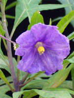 Gult känguruäpple, Flikskatta, Känguruäpple, Solanum laciniatum