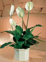 Fredskalla, Spathiphyllum wallisii