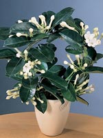 Doftranka, Stephanotis floribunda