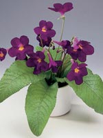 Kornettblomma, Streptocarpus-hybrid