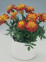 Tagetes, Tagetes