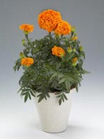 Stor tagetes, Tagetes erecta