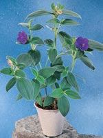 Diadembuske, Tibouchina urvilleana syn. Tibouchina semidecandra