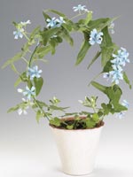 Spetsblad, Oxypetalum caeruleum syn. Tweedia caerulea