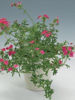 Verbena, Järnört, Verbena-hybrid