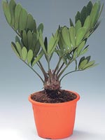 Sagoträd, Zamia furfuracea