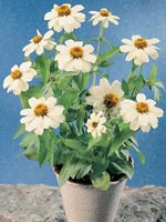 Zinnia, Zinnia elegans