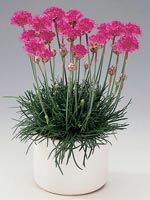 Strandtrift Armeria maritima rosa blomhuvuden i kompakta tuvor