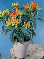 Spansk peppar Capsicum annuum med färgglada frukter i kruka