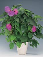 Costarikanskt fjärilsklättervin Klätterdalechampia Dalechampia dioscoreifolia med rosa högblad