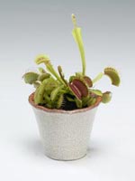 Venusflugfälla Dionaea muscipula med öppna fällor i kruka köttätande växt för inomhusodling
