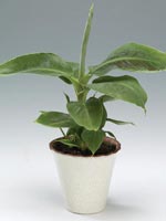 Ädelbanan Musa acuminata som krukväxt med stora, glänsande blad