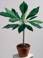 Frangipani Plumeria obtusa vit och gul doftande blomma i kruka
