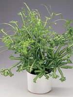 Kantbräken Pteris cretica, ormbunke med fingerflikiga blad i halvskugga, skötsel och placering som krukväxt