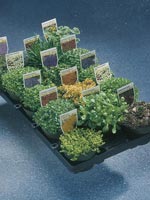 Stenpartiväxter i mixlåda med sedum, taklök, saxifraga och andra alpinväxter i stenparti