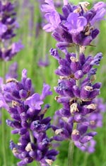 Lavendel