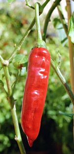 Capsicum annuum, New Mexican