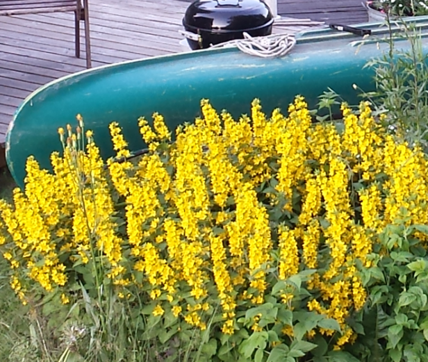 Vad heter blomman? Odla.nu