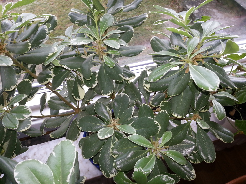 Vilken blomma? Odla.nu