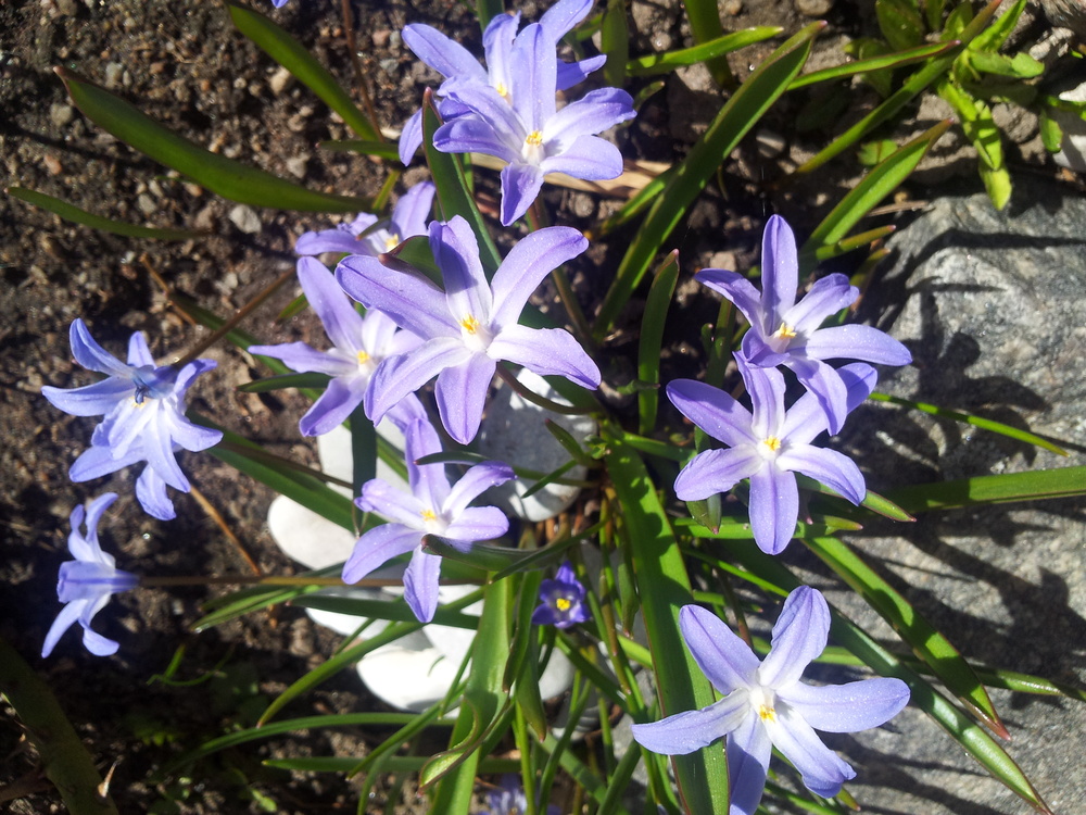 Vilken blomma har jag? Odla.nu