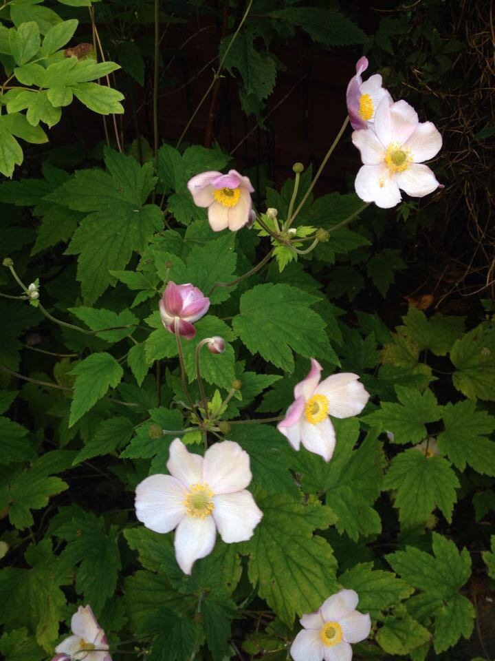 Vilken blomma är detta Odla.nu