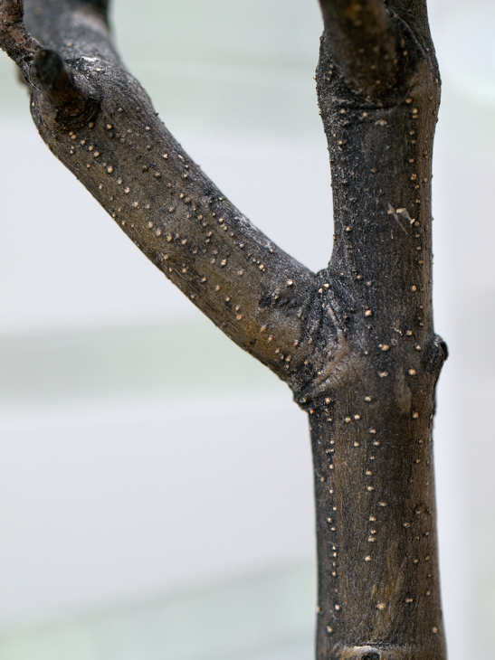 Prickigt olivträd - svampsjuka? | Odla.nu