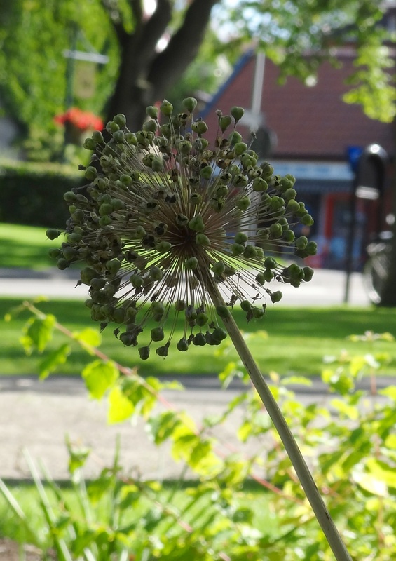 Vilken blomma är detta? Odla.nu