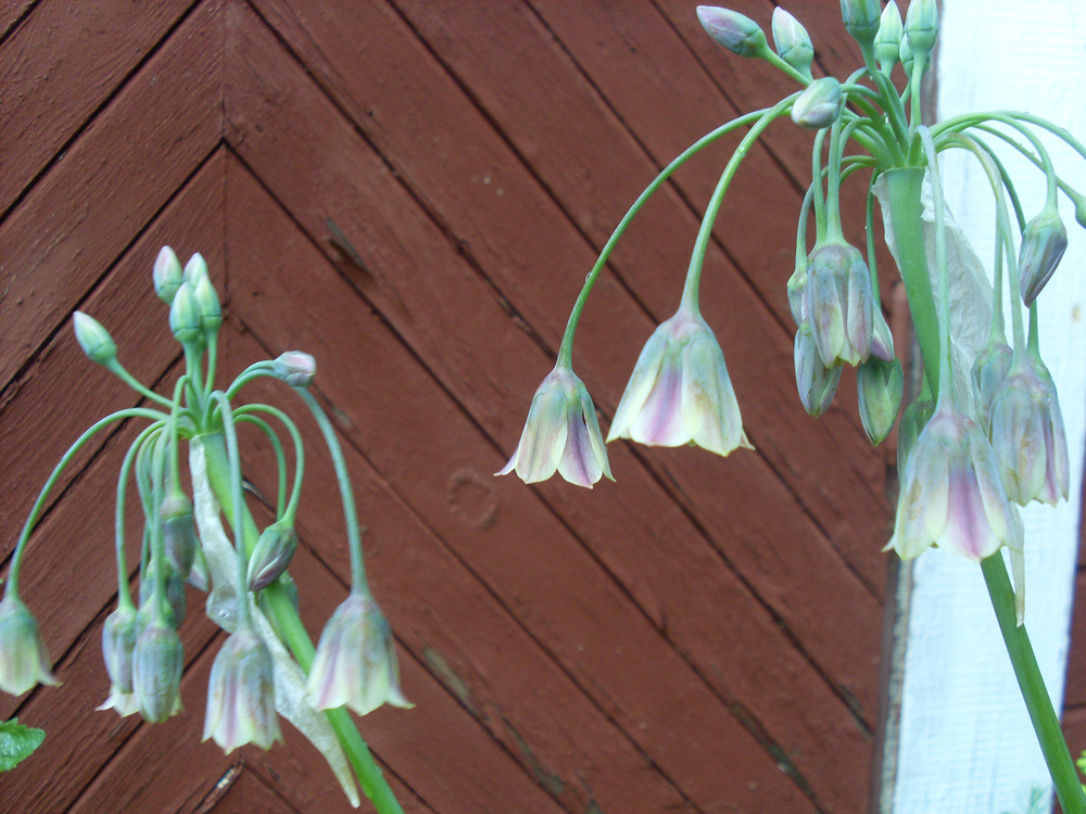 Vilken blomma är det? Odla.nu